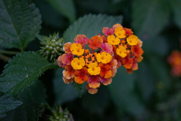 Quality photo of some beautiful small verbena flowers, perfect for wallpapers and backgraounds