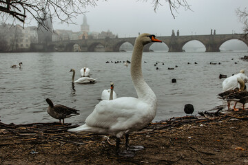 Swans,ducks and other birds by Vltava river Charles bridge in background,Prague,Czech republic.Foggy morning in the city.Old historic city center.Amazing European cityscape.Mystical atmosphere.