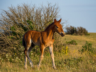 Naklejka na ściany i meble young foal living in the wild in the mountains of the Drôme, France