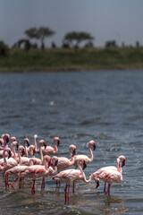 Obraz premium African wildlife