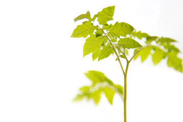 Green leaves isolated on white background