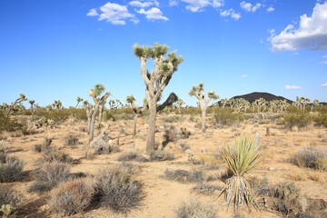 Joshua Tree National Park in California, USA