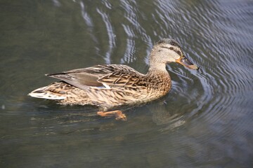 Canard