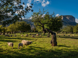 Fototapeta premium sheeps on the field with trees and sky on the balearic island of Mallorca, Spain
