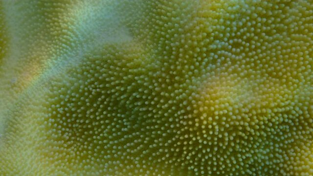 Extreme close-up of the soft coral polips on the reef. Details of the soft coral polips. Natural underwater background. Mushroom Leather Coral (Sarcophyton coral)