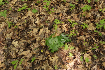 Strong wind broke a twig from an oak tree with bright young leaves during a spring rain. A wet branch lies on dry leaves.