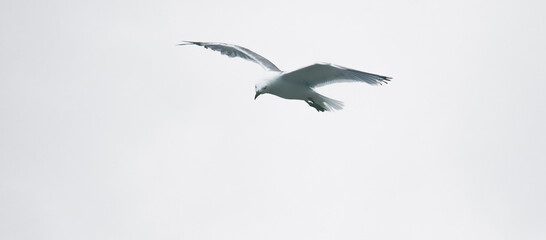 Gaviota