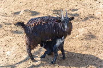 Black mountain goat with a goatling in the zoo's aviary. Maternal care in the animal kingdom.