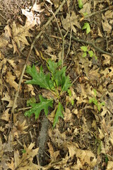 Strong wind broke a twig from an oak tree with bright young leaves during a spring rain. A wet branch lies on dry leaves.