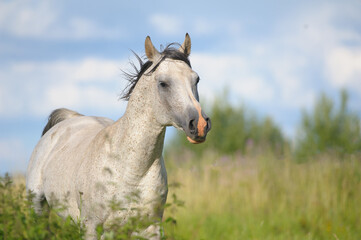 Fototapeta na wymiar Beautiful arabian stallion