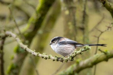 A long-tailed tit sitting on a branch of a tree at the M&ouml;nchbruch pond in a natural reserve in Hesse Germany.