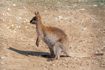 Baby kangaroo in the zoo's aviary. Full color photo on a spring sunny day.