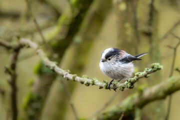 A long-tailed tit sitting on a branch of a tree at the Mönchbruch pond in a natural reserve in Hesse Germany.