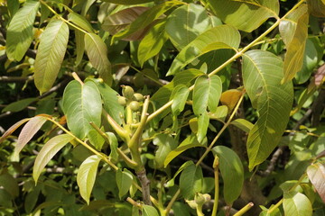Green fruits ripen on walnut tree in summer garden