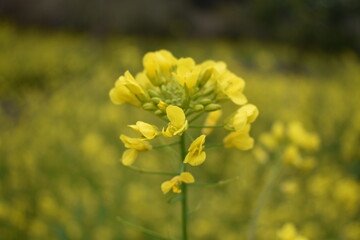 A beautiful yellow canola flower