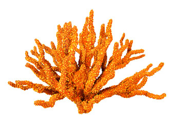 3D Rendering Coral on White © photosvac