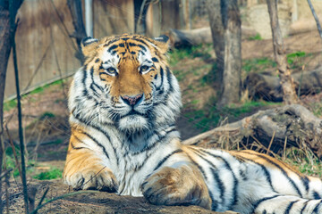 A huge tiger in the zoo's aviary. The tiger is out for a walk and is relaxed. Colorful photo.