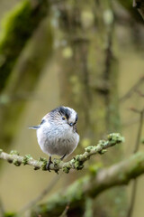 A long-tailed tit sitting on a branch of a tree at the Mönchbruch pond in a natural reserve in Hesse Germany.