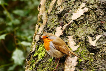 a robin sits on a moss-covered tree bark Erithacus rubecula