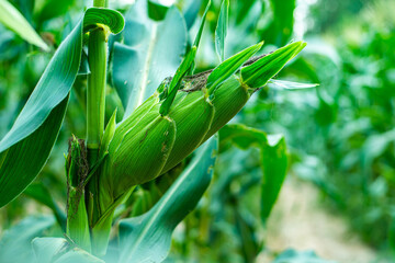 green corn pods on trees are in  plantations  of Thai gardener.Concept of crops that are rich in nutrients As a raw material for cooking