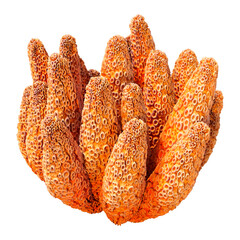 3D Rendering Coral on White © photosvac