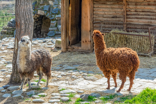 Two alpacas of different colors in the zoo's aviary. Full color positive photo on a spring sunny day.
