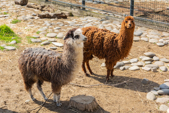 Two alpacas of different colors in the zoo's aviary. Full color positive photo on a spring sunny day.