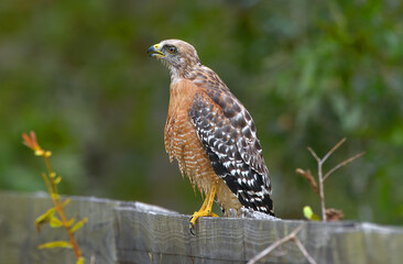 Red-shouldered Hawk (Buteo lineatus) standing on wood fence, Florida, USA while looking away with mouth open, high detail, talons in view 
