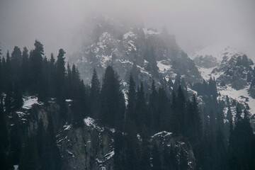 Rocks and mountain peaks in the snow, trees grow on the rocks, bad weather in the mountains in the Tuyuk-Su gorge, the peaks are covered with fog