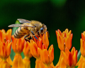 Honey bee (Apis mellifera) gathering nectar and pollen from a Butterfly-weed flower (Asclepias tuberosa.) Closeup