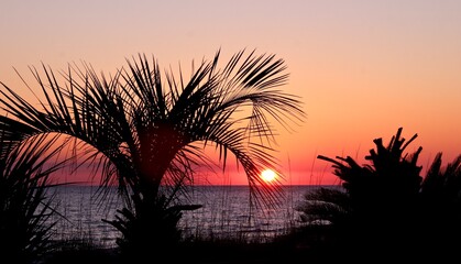Obraz premium Palm Tree Sunset