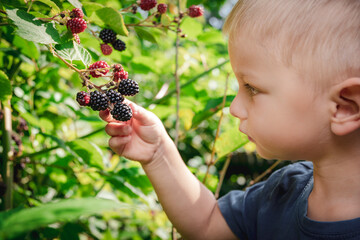 Cute little boy picking blackberries