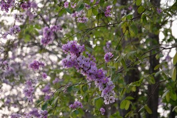 Pink and purple Queen's Flower or Inthanin flower , flowers in thailand