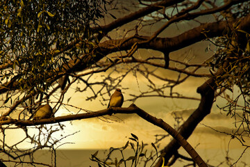 宿り木の枝に停まる美しいヒレンジャク（2021年3月　群馬で撮影）