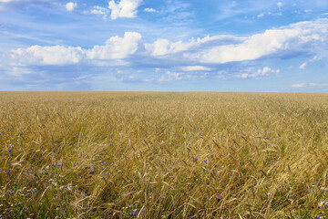 A beautiful wheat field. Rye, barley, millet. Selective focus. Background. Scenery.
