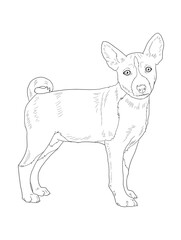 Basenji Dog Line Art Illustration for Coloring