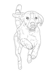 Beagle Dog Line Art Illustration for Coloring