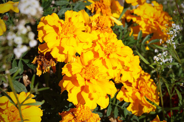 Beautiful bright yellow marigold flowers. Close-up. Selective focus. Background. Texture.