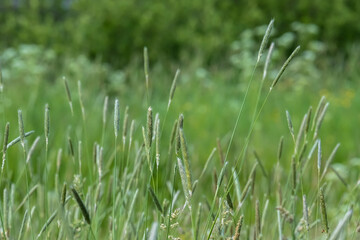 Meadow with green grass on a cloudy, summer day, against a blurred background.