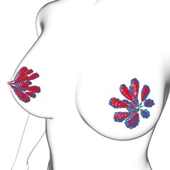 Mammary Glands Anatomy For Medical Concept 3D