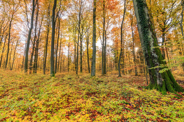Ein Wald im Herbst mit seinen bunten Blättern