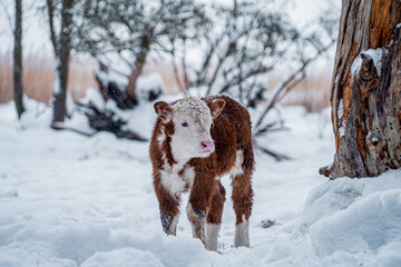 Spotted calf in a snowy winter village yard (378)