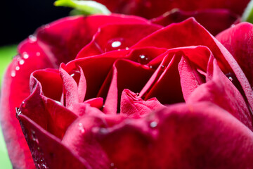 Small buds of red roses with water drops