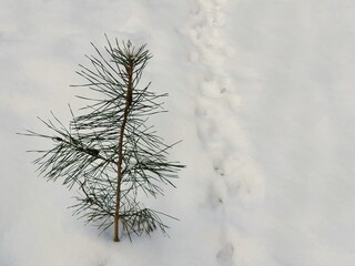 Pine seedling in snow in winter forest, close up.