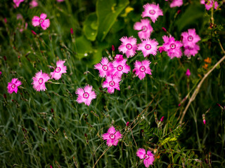 Obraz premium Dianthus (Pinks) flowers in the field