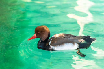 Close-up of beautiful Mallard duck swimming alone on calm waters in a pond with the green nature background of the lake. Birds and animals in the wildlife concept in nature.