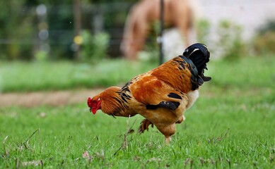 Bird. The chicken (Gallus gallus domesticus) , domesticated bird - rooster in the countryside