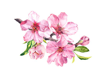 Cherry blossom, spring flowering branch. Watercolor apple pink flowers