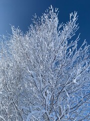 Winter landscape, forest trees covered with frost and snow in sunny winter day, winter forest landscape
