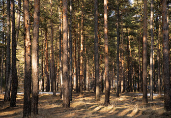 Сoniferous forest with sunlights, only trees